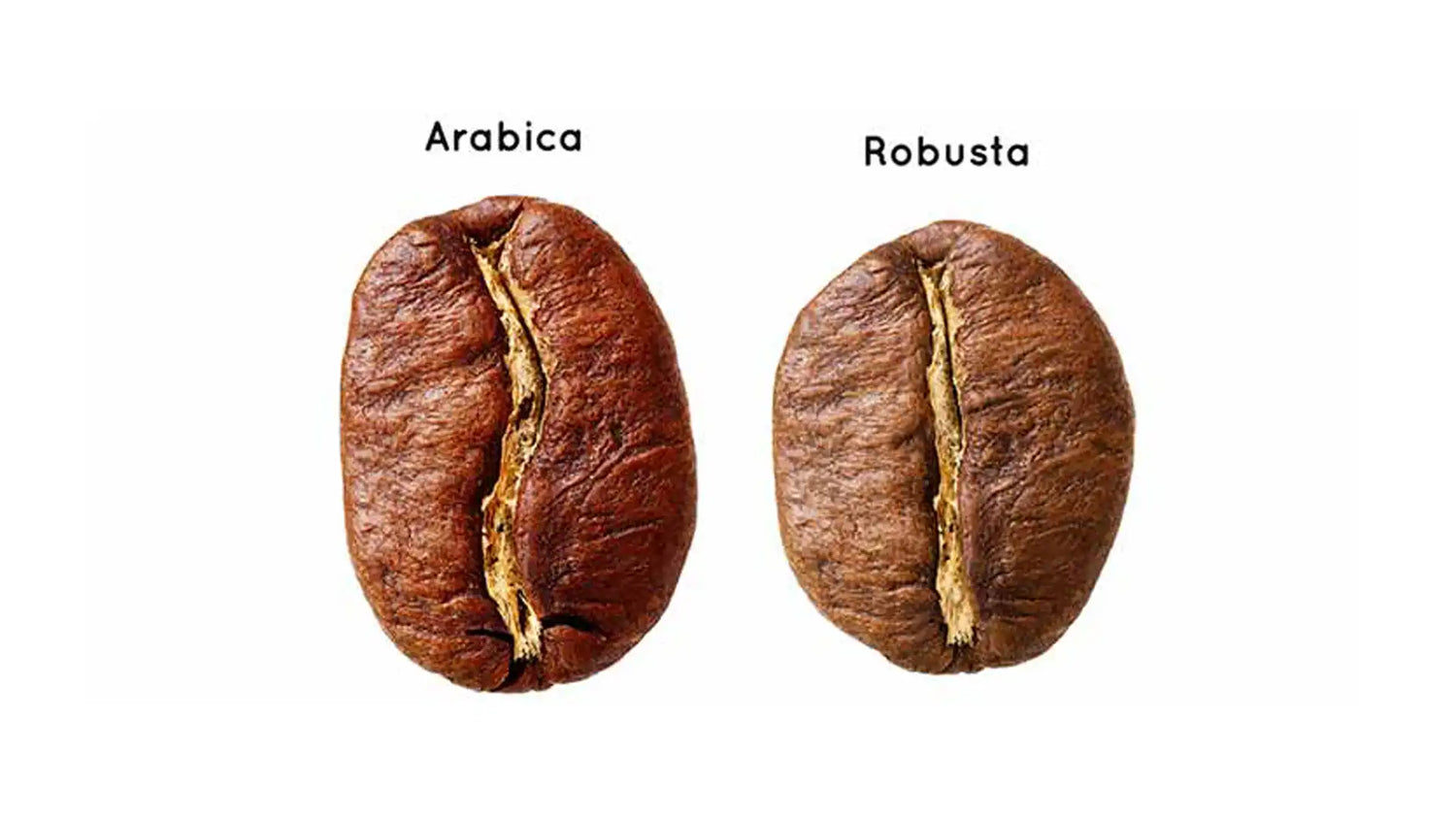 Arabica kaffebønne og Robusta kaffebønne