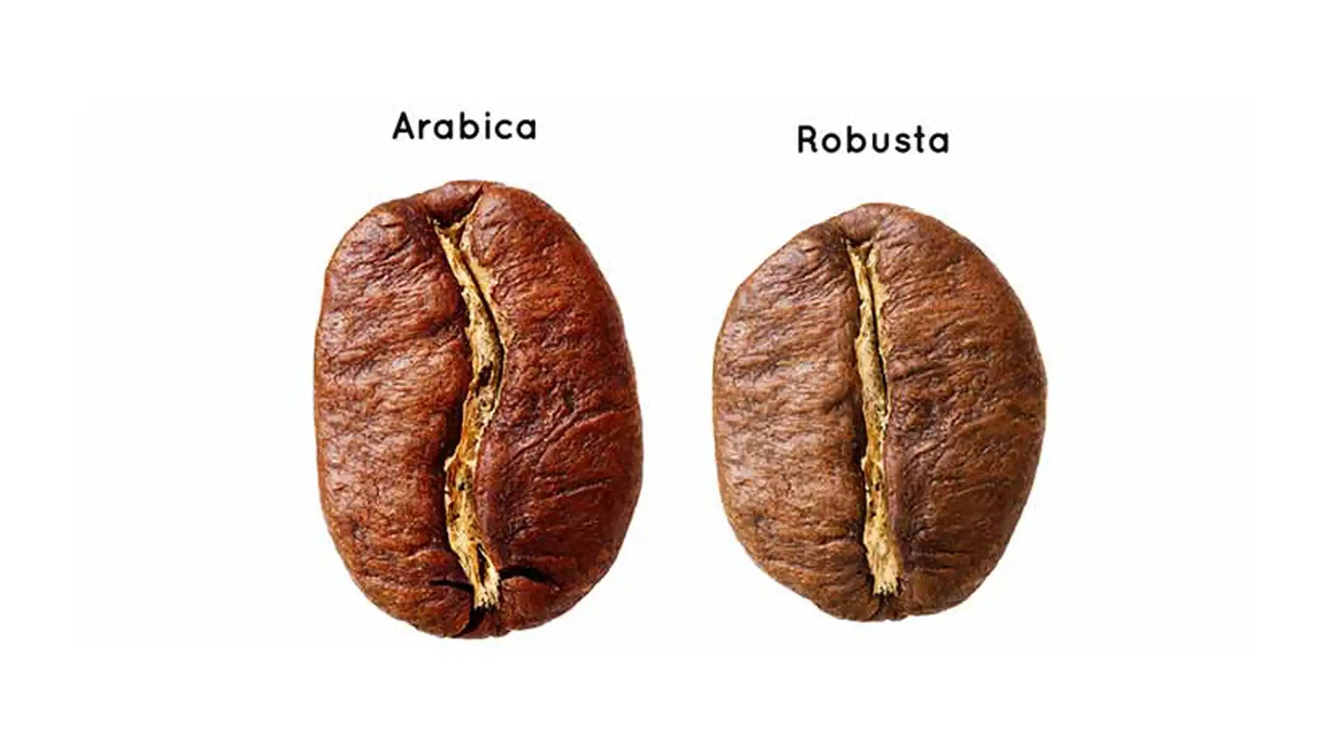 Arabica kaffebønne og Robusta kaffebønne