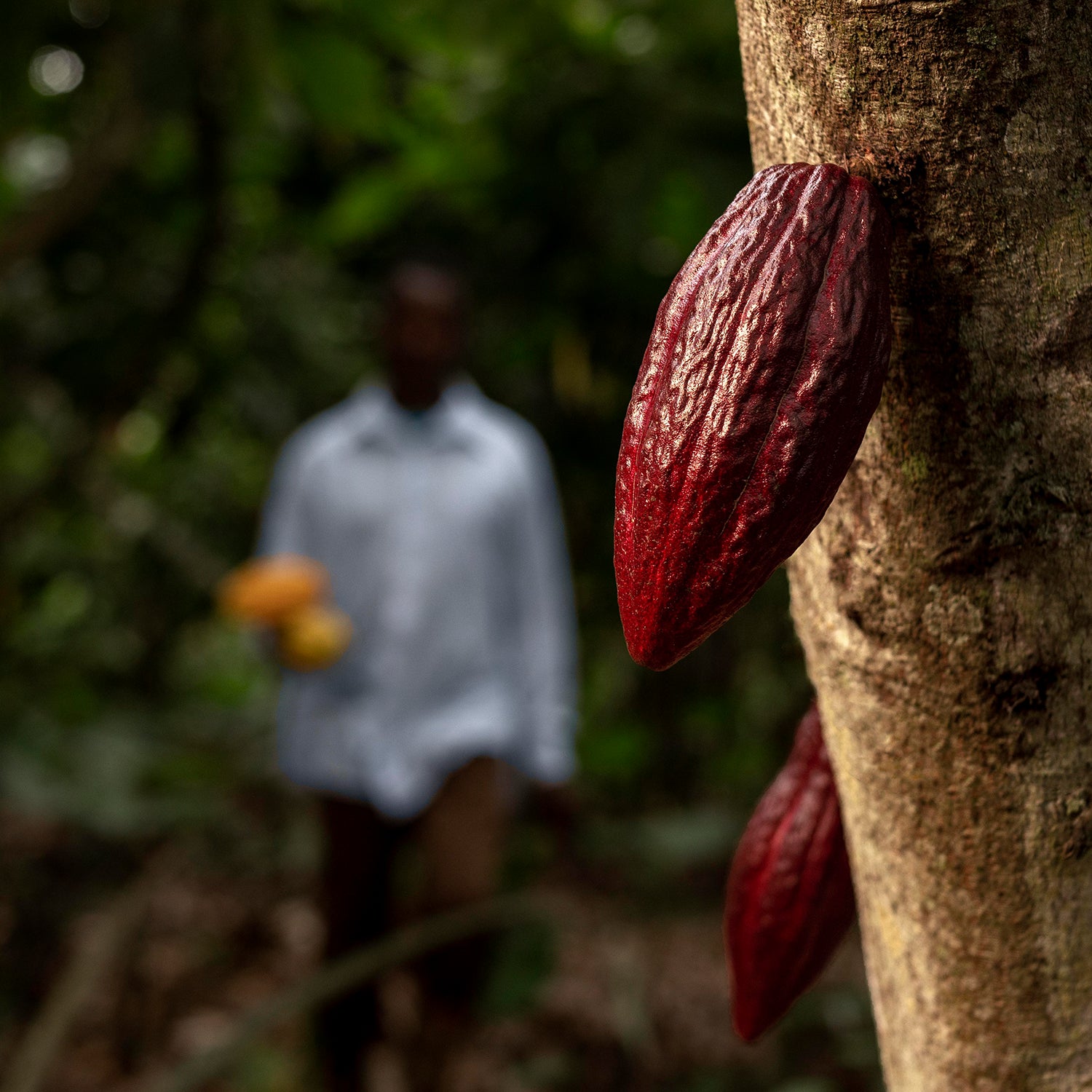 Bæredygtighed og kakao