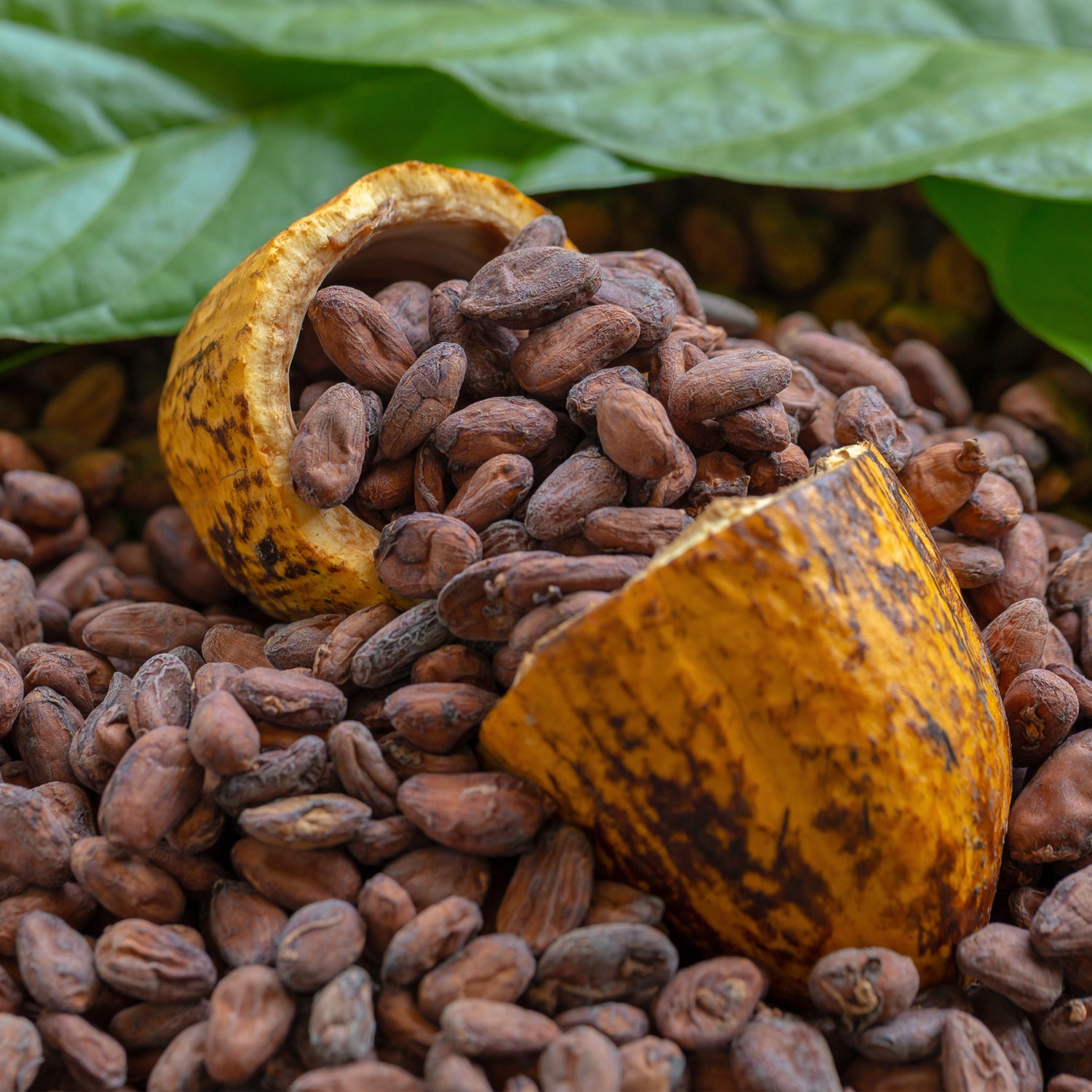 historien om kakao